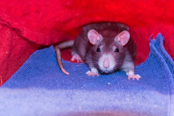 Grijze Voorzichtig Jonge Ratten Zitten Hoek Van Een Lap Nertsen — Stockfoto