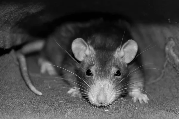 Gray Rat Artful Intelligent Look Accent Head Long Mustaches Shady — Stock Photo, Image