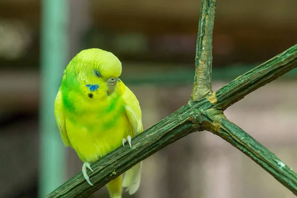 Bonito Pequeno Papagaio Budgerigar Melopsittacus Undulatus Limão Dormindo Ramo Close — Fotografia de Stock
