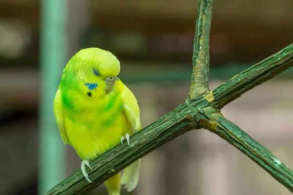 Милый Попугай Budgerigar Melopsittacus Undulatus Лимон Спит Ветке Крупным Планом — стоковое фото