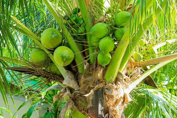 Kókusz Zöld Éretlen Magas Egy Pálmafa Napfény Sok Gyümölcsöt Forrás — Stock Fotó