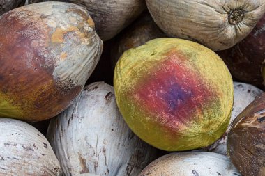 arka plan yeşil Hindistan cevizi meyve kahverengi fındık arka plan tropikal bitkisel bir arka plan üzerinde zıt