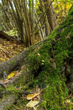 olarak orman gövde eski kaplı ağaç moss arka plan çiçek üssüne yaprakları düşmüş 