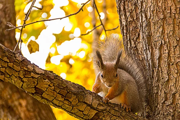Squirrel Brown White Fluffy Tail Sits Tree Branch Winded Cracked — Stock Photo, Image