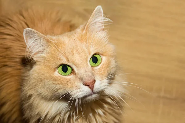 治療を待っているかわいい主婦クローズ アップ座っているの大きな緑色の目の肖像画とふわふわの赤猫 — ストック写真