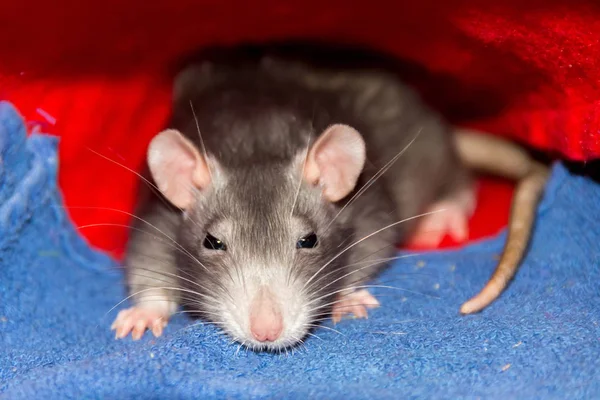 Lindas Ratas Grises Pequeñas Con Orejas Grandes Bigote Largo Escondido — Foto de Stock