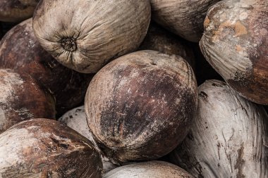 kahverengi palmiye meyvelerini fındık bir dizi tenli doğal arka plan baz tropikal bir demet.