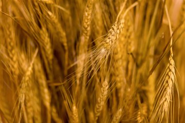 arka plan çiftçi sonbaharda hasat olgun altın kulakları parlak temel tahıl tasarlamak