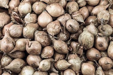 sonbaharda hasat birçok bütün soğan sebze desen arka plan doğal taze meyve temel çiftçi temel