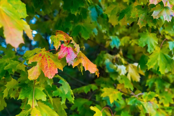Φύλλα Σφενδάμου Πολύχρωμο Πράσινο Κόκκινο Άκρο Φρέσκο Ηλιόλουστη Υφή Ξύλου — Φωτογραφία Αρχείου