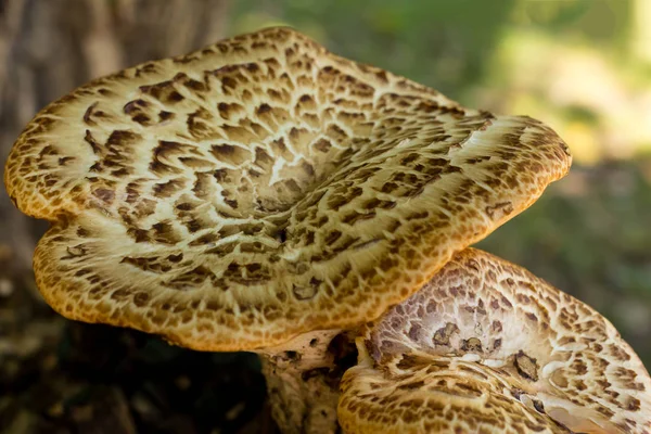 Large Mushrooms Couple Autumn Design Base Flora Sunlight Base Closeup — Stock Photo, Image