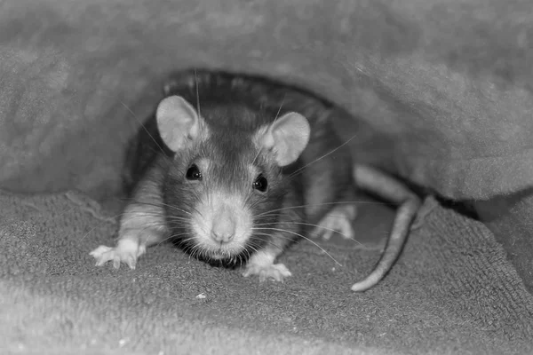 一个可爱的蓬松的年轻老鼠灰色与黑眼睛深褐色的肖像特写镜头看着相机 — 图库照片