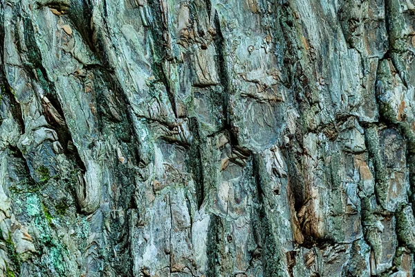 Ανάγλυφη Βάση Παλιά Oak Φλοιός Ξεπερασμένο Φυσικό Υπόστρωμα Τραχύ Τραχύ — Φωτογραφία Αρχείου