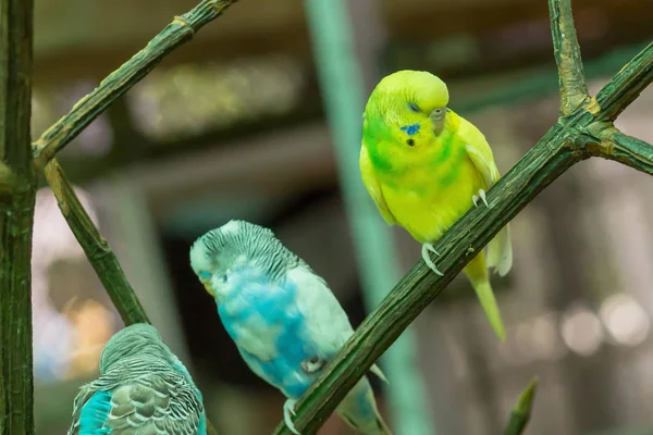 Modrá Žlutá Andulka Melopsittacus Undulatus Barevné Zpívající Tři Ptáci Sedící — Stock fotografie