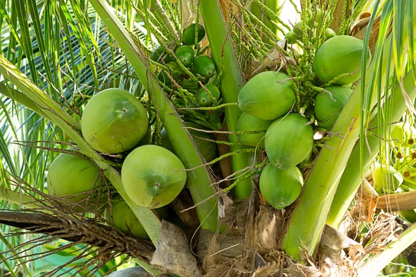 Háttérben Trópusi Kókusz Zöld Éretlen Gyümölcsök Egy Pálmafa Háttérben Lombozat — Stock Fotó