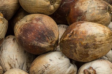 Hindistan cevizi kahverengi soyulmuş meyve palmiye ağaçları desen doğal temel tasarım sebze sürü