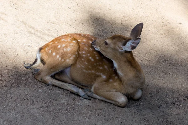 Kum Üzerine Yalan Benekli Kahverengi Geyik Küçük Genç Bambi Tüylü — Stok fotoğraf