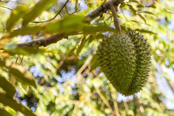 Καρπός Της Τροπικό Δέντρο Durian Μεγάλων Αγκαθωτά Φρούτα Πράσινο Πόδια — Φωτογραφία Αρχείου