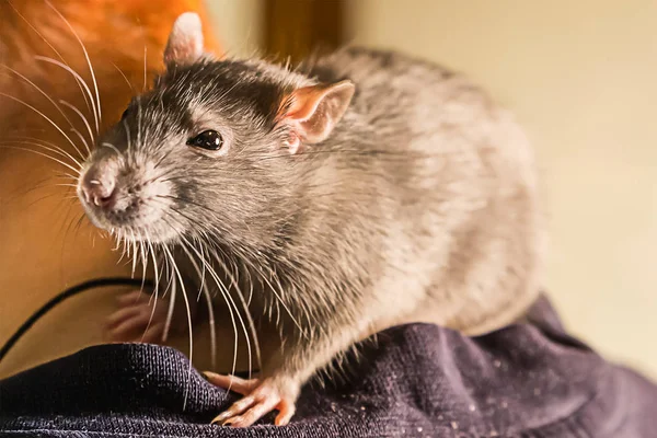 Inteligente Mano Bestia Rata Gris Grande Mullido Sentado Hombro Cerca — Foto de Stock