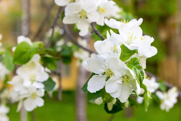 flora base flower cherry white close-up large on blurred background spring colorful light design