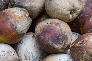 tropikal arka plan çok hindistan cevizi bütün meyve kahverengi sebze desen taban menü sitesi fındık egzotik grup