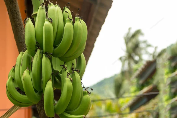 tropical plant long branch of banana green growing in thailand vietnam many fruits vertical background flora