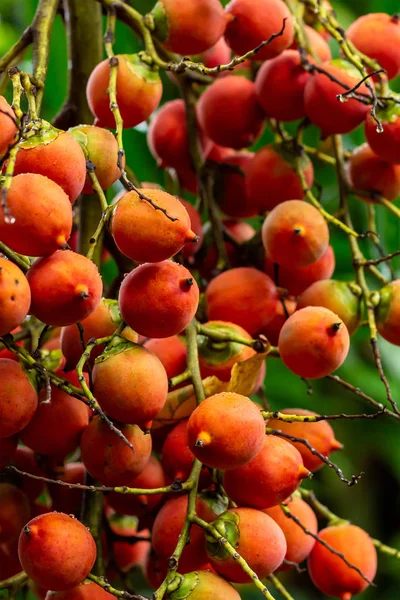 Σύνολο Πορτοκαλί Φρούτα Betel Παλάμη Δέντρο Areca Κατεχού Τροπικό Φυτό — Φωτογραφία Αρχείου