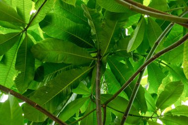 güneş ışığında yeşil yaprakları Tayland arka plan florasının plumeria kraliyet çiçek damarlarının hatları ile parladı