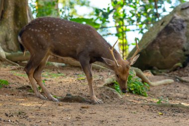 vahşi Ren geyiği küçük genç kısa boynuzları ile kabarık hayvan tropikal orman bulanık bir arka plan üzerinde gördü.
