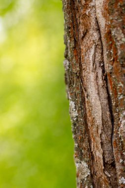 ince gövde şube kırık yel değirmeni bir yeşil arka plan bulanık dikey tasarım üzerinde yosun kaplı