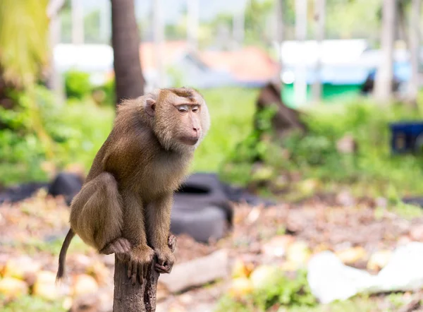 長い尾を持つサル大ブラウン カニぼかした背景に木の幹の上に座って — ストック写真