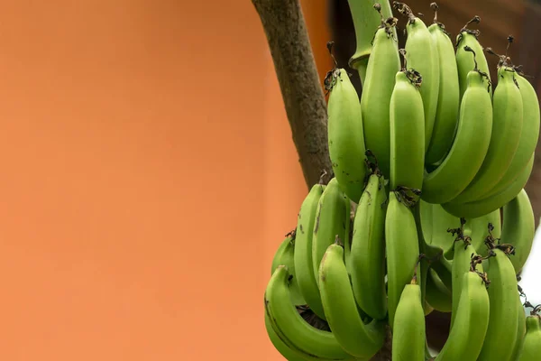 Υποκατάστημα Της Μια Μπανάνα Πράσινο Πολλά Φρούτα Άγουρα Καιρό Μεγέθυνση — Φωτογραφία Αρχείου