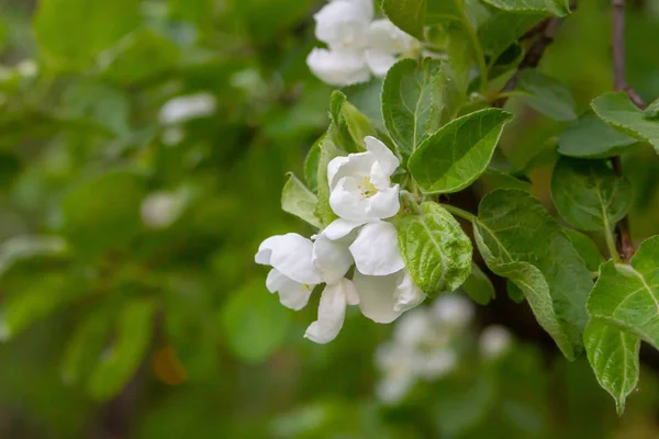 Kleurige Witte Bloemen Appelboom Laat April Voorjaar Achtergrond Wazig Tuin — Stockfoto