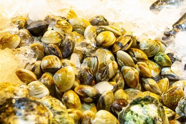 venüs kabuğu seti (Meretrix lyrata) ezilmiş buz tazelik prese