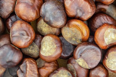 meyve kahverengi kestane yenilebilir closeup birçok meyve büyük ağız sulandıran kaynak protein yenilebilir
