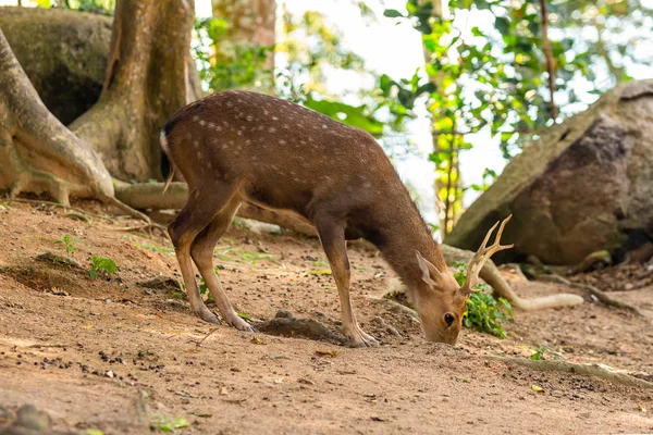 Bruine herten dunne benen wilde dieren Asia het eten van fruit uit de grond tegen een achtergrond van stenen — Stockfoto
