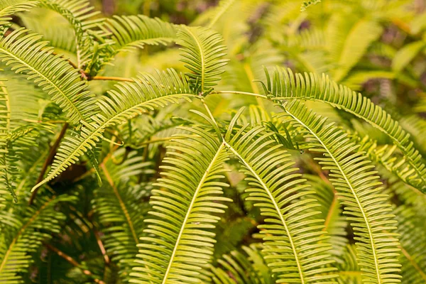 Ormbunke ljust grön vacker skog växt buske långa groddar massor av löv solig dag fräsch bakgrund — Stockfoto