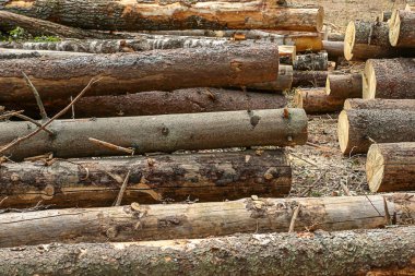 Ağaç gövdeleri ağaç kabuğu ile uzun kütükler işlenmemiş arka plan binaları kırsal doğal malzemeler