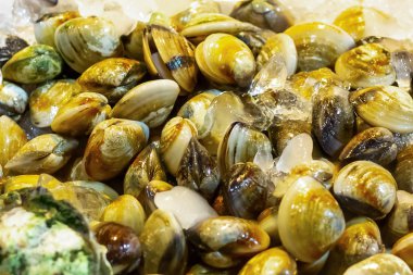 set mine venüs kabuk taze yakalamak desen zemin tayland deniz incelik bir sürü buz tepsisi restoran serpilir