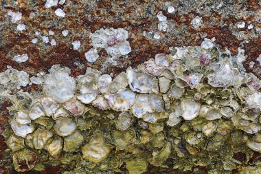 taş üzerinde istiridye kabuğu'nu açın mat sedef yüzey deniz tasarım yabani flora deniz yaşamı arka plan