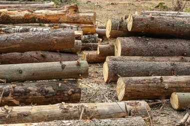 ahşap gövde birçok ağaç yığını dizayn bina boş arka plan kırsal