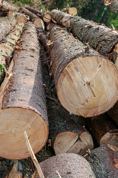 Grueso tronco largo áspero áspero doblado final de árbol fondo bosque palanquilla construcción base de diseño —  Fotos de Stock