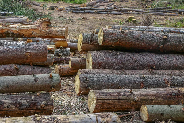 Çam gövdeleri arka plan bir yığın iki satır içinde taze paketlenmiş odun günlükleri — Stok fotoğraf