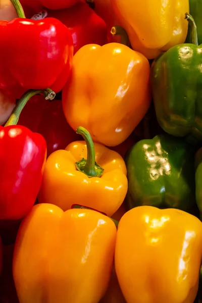 Legume coapte colorate piper dulce galben verde fundal roșu bază culinară — Fotografie, imagine de stoc