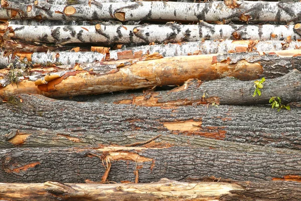 Casca marrom vidoeiro duro tronco horizontal fundo close-up base floresta base design — Fotografia de Stock