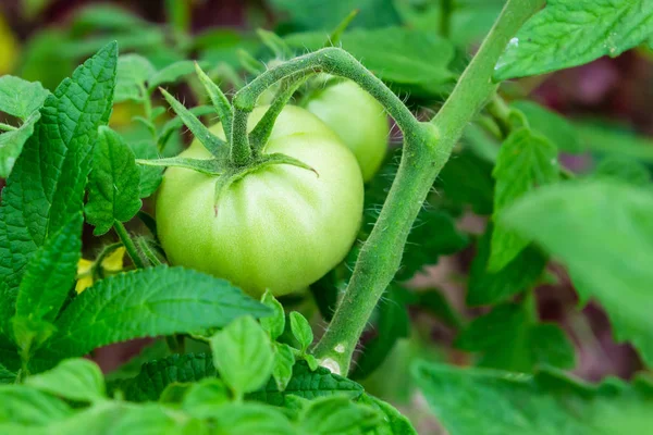 Green tomato vegetable immature agricultural background, ripening of a crop on a bush close-up Royalty Free Stock Images