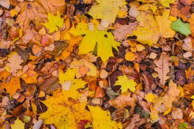 sonbahar parkı arka plan renkli yaprakları sarı turuncu akçaağaç ıhlamur baz flora