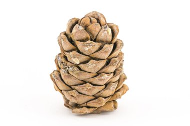 beyaz arka plan izole tasarım flora büyük meyve ayakta büyük kahverengi koni