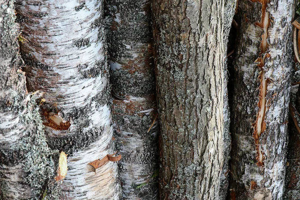 Függőleges törzs kemény nyírfakéreg fehér kemény viharzott barna háttérben erdei design bázis — Stock Fotó