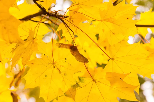 Jasny jesień klon liść projekt przezroczysty słońce tło zbliżenie żółty — Zdjęcie stockowe
